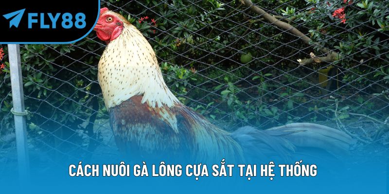 Cách nuôi gà lông cựa sắt tại hệ thống